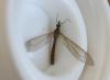 Tipula pagana